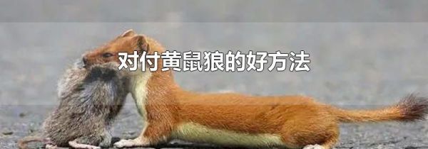 对付黄鼠狼的好方法