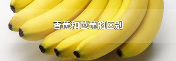 香蕉和芭蕉的区别