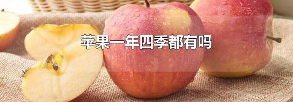 苹果一年四季都有吗