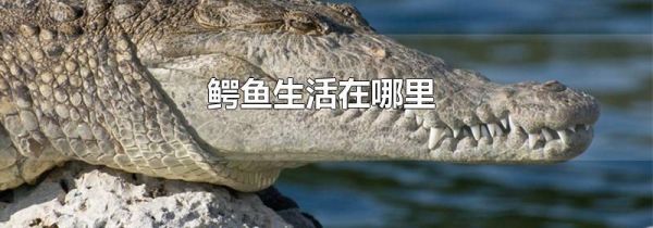 鳄鱼生活在哪里