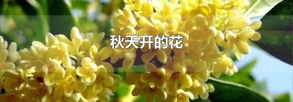 秋天开的花