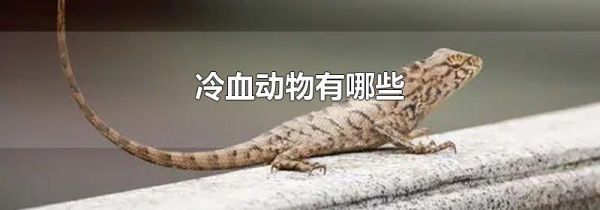 冷血动物有哪些