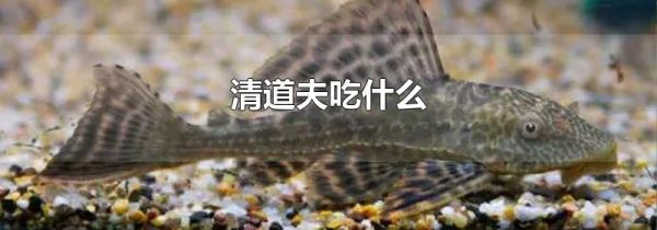 清道夫吃什么