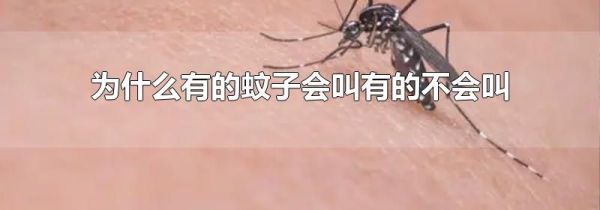 为什么有的蚊子会叫有的不会叫