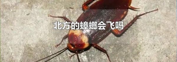 北方的蟑螂会飞吗