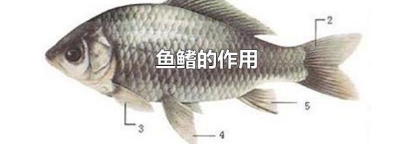 鱼鳍的作用