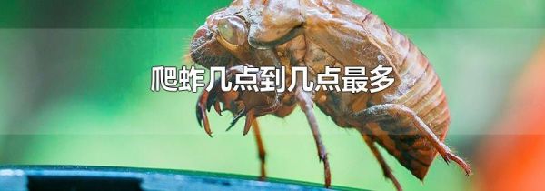 爬蚱几点到几点最多