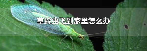 草蛉虫飞到家里怎么办