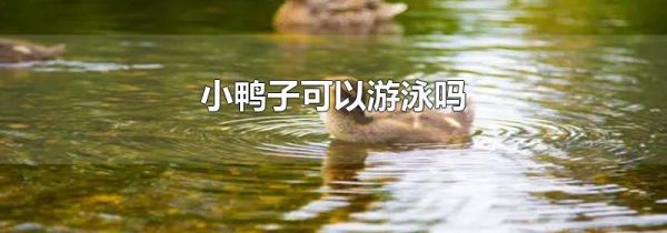 小鸭子可以游泳吗