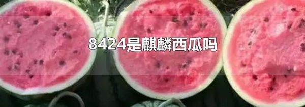 8424是麒麟西瓜吗