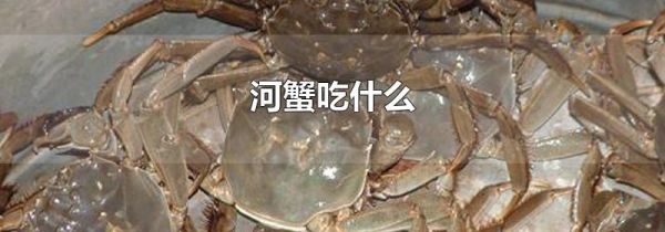 河蟹吃什么