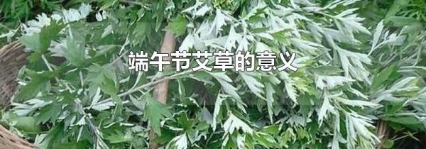 端午节艾草的意义