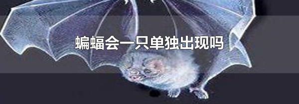 蝙蝠会一只单独出现吗
