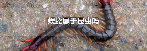 蜈蚣属于昆虫吗