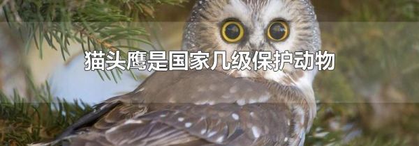 猫头鹰是国家几级保护动物