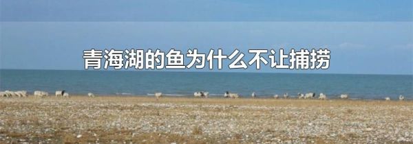 青海湖的鱼为什么不让捕捞
