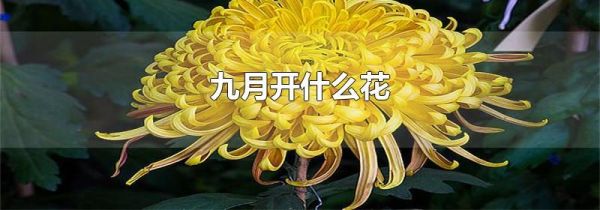 九月开什么花