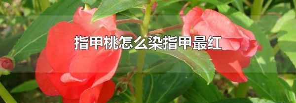 指甲桃怎么染指甲最红