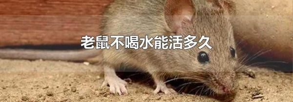 老鼠不喝水能活多久