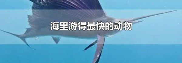 海里游得最快的动物