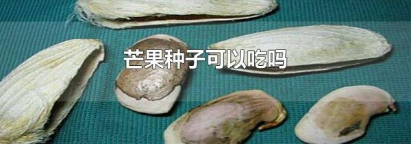 芒果种子可以吃吗