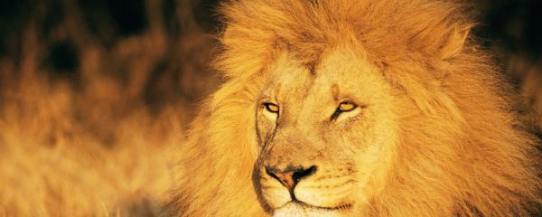 狮子的天敌是什么动物 狮子吃什么