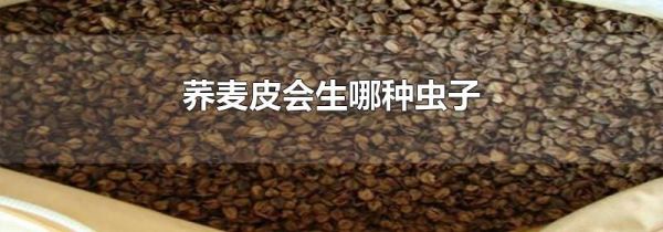 荞麦皮会生哪种虫子