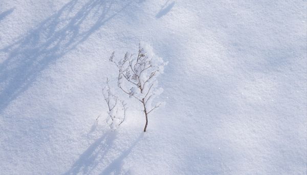 雪是怎么形成的 雪是如何形成的