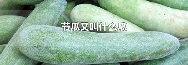 节瓜又叫什么瓜
