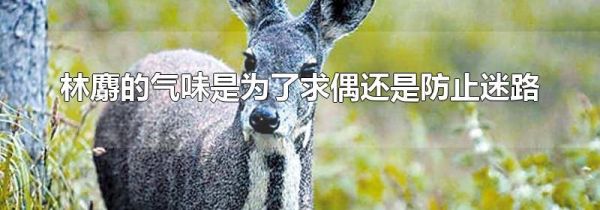 林麝的气味是为了求偶还是防止迷路