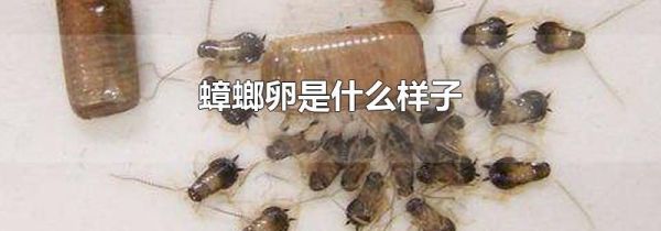 蟑螂卵是什么样子