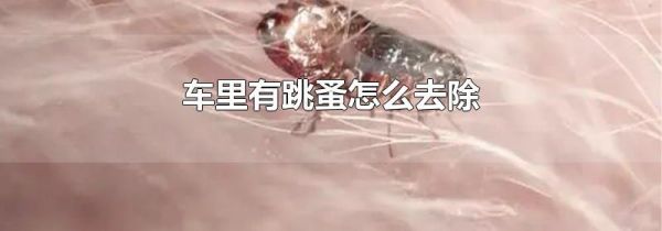 车里有跳蚤怎么去除