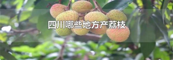 四川哪些地方产荔枝