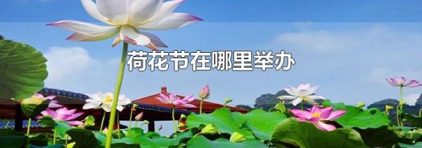 荷花节在哪里举办