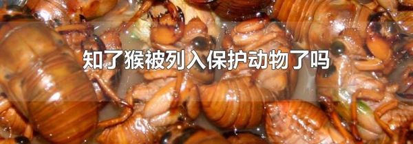 知了猴被列入保护动物了吗