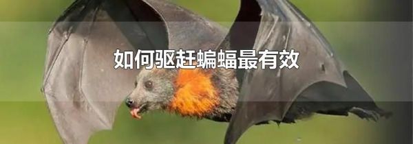 如何驱赶蝙蝠最有效