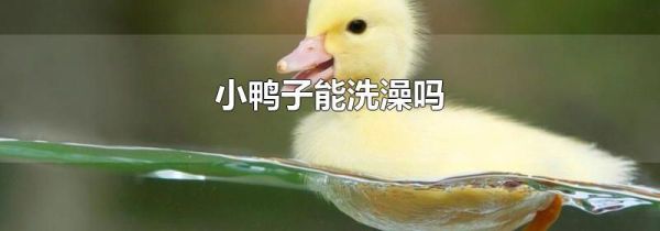 小鸭子能洗澡吗