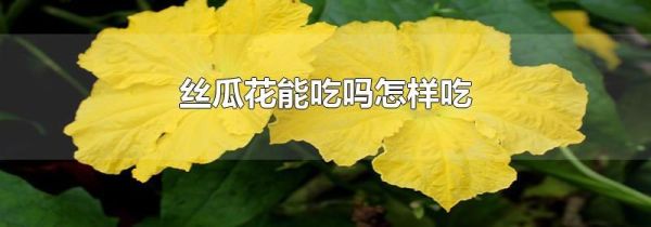 丝瓜花能吃吗怎样吃