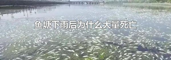 鱼塘下雨后为什么大量死亡