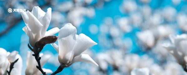 玉兰花是什么 玉兰花的生长环境