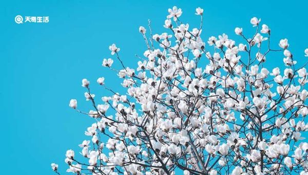 玉兰花是什么 玉兰花的生长环境