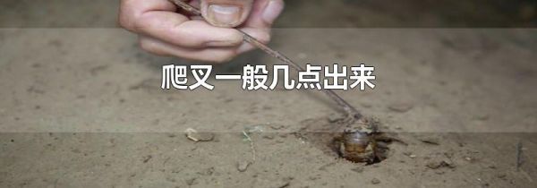 爬叉一般几点出来