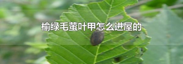 榆绿毛萤叶甲怎么进屋的