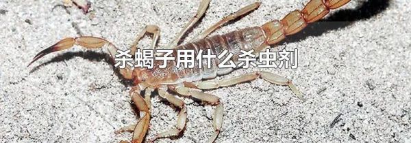 杀蝎子用什么杀虫剂