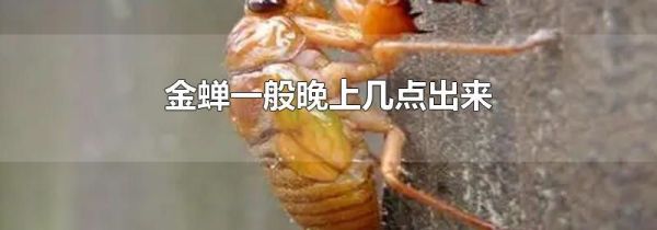 金蝉一般晚上几点出来