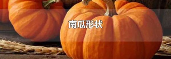 南瓜形状