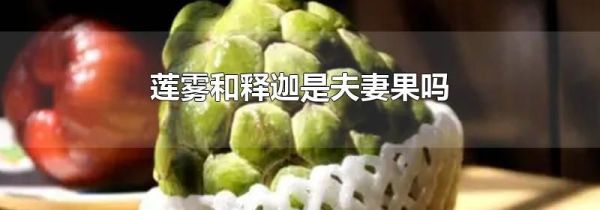 莲雾和释迦是夫妻果吗