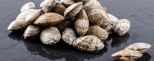 花甲直接炒还是用开水捞一下 花甲焯水是冷水下锅热水下锅