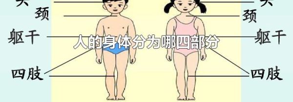 人的身体分为哪四部分