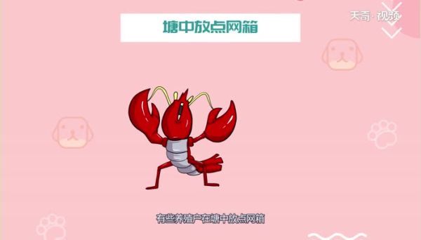 小龙虾什么时候最肥 小龙虾最肥是什么时候